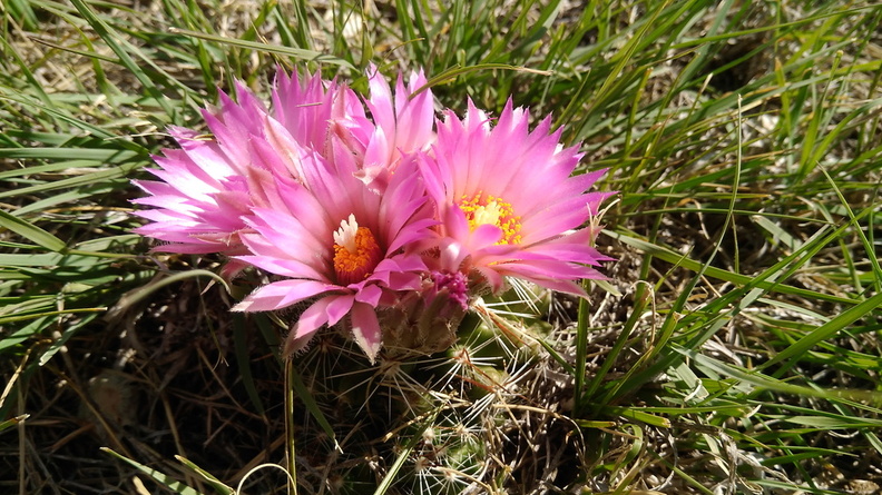 2021-06-19 16.46.22 Spinystar [Escobaria vivipara]